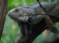 Iguana at St Maarten Zoo © Grant Hollingworth